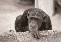 Tu t'es tromp� ! Clique sur le bouton: Pr�c�dente.